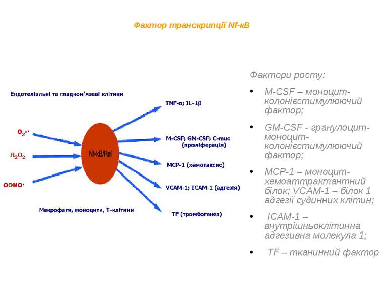 Фактор транскрипції Nf-кB Фактори росту: M-CSF – моноцит-колонієстимулюючий ф...