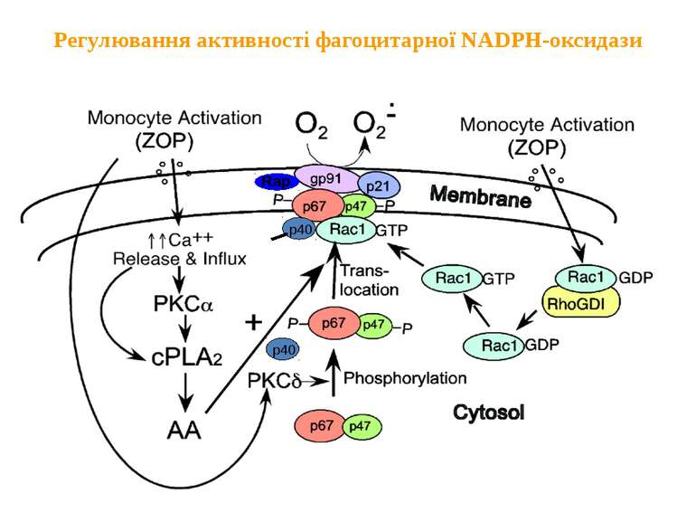 Регулювання активності фагоцитарної NADPH-оксидази Активація моноцитів Актива...