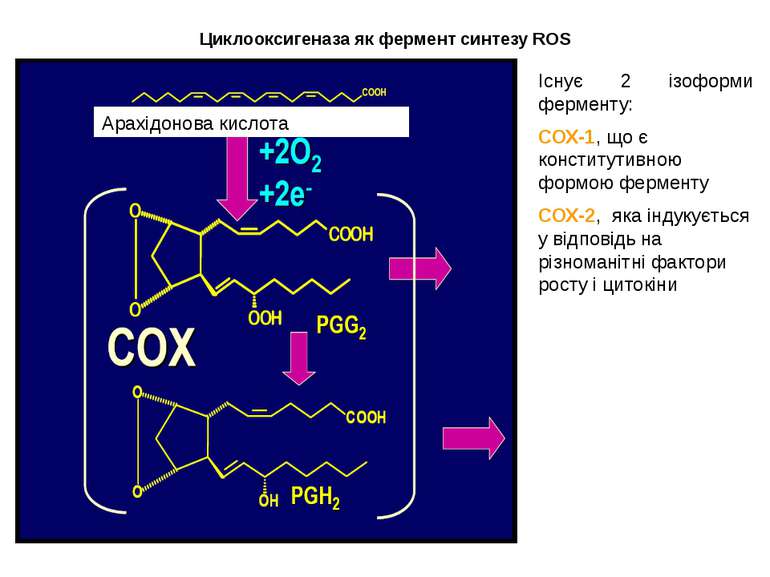 Циклооксигеназа як фермент синтезу ROS ROS Існує 2 ізоформи ферменту: СОХ-1, ...