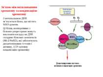 Зв’язок між метилюванням хроматину та конденсацією хроматину З метильованою Д...