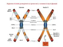 Варіанти гістонів розподілені на хромосомі у залежності від їх функції