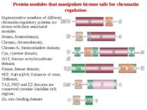 Protein modules that manipulate histone tails for chromatin regulation Repres...