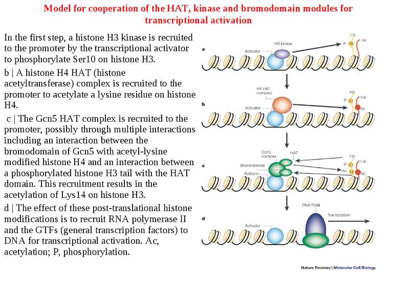 Model for cooperation of the HAT, kinase and bromodomain modules for transcri...