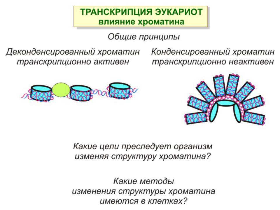 Механизм транскрипции. Транскрипционно активный хроматин это. Роль организации хроматина в способности генов к транскрипции. Регуляция структуры хроматина. Хроматин эукариот.