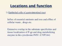 1) Epithelial cells of gastrointestinal tract Influx of essential nutrients a...