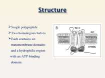 Single polypeptide Two homologous halves Each contains six transmembrane doma...