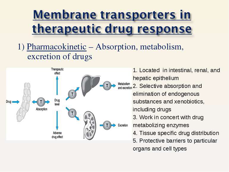1) Pharmacokinetic – Absorption, metabolism, excretion of drugs 1. Located in...