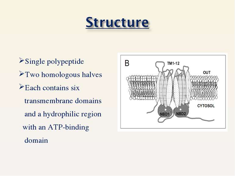 Single polypeptide Two homologous halves Each contains six transmembrane doma...