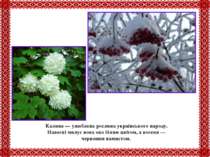 Калина — улюблена рослина українського народу. Навесні милує вона око білим ц...