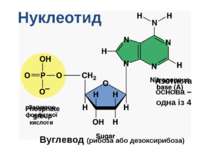 Нуклеотид Залишок фосфатної кислоти Вуглевод (рибоза або дезоксирибоза) Азоти...