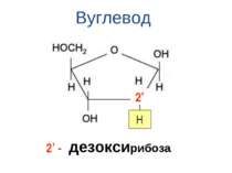 Вуглевод дезоксирибоза 2’ H 2’ -