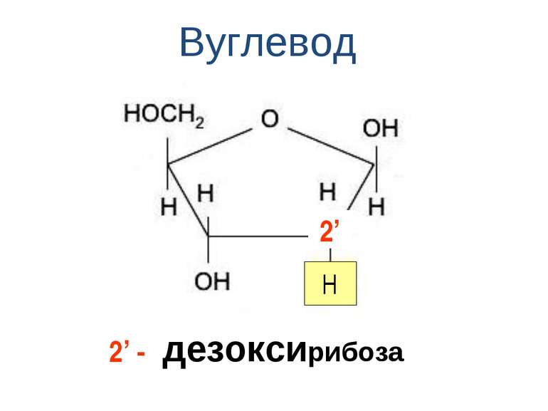 Вуглевод дезоксирибоза 2’ H 2’ -