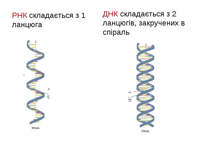 РНК складається з 1 ланцюга ДНК складається з 2 ланцюгів, закручених в спіраль