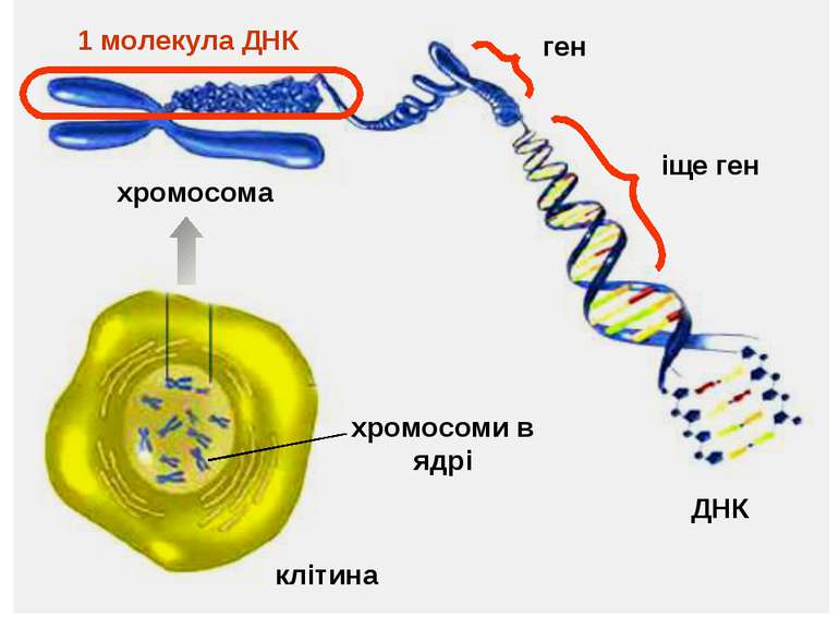 клітина хромосоми в ядрі ДНК хромосома 1 молекула ДНК
