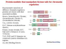 Protein modules that manipulate histone tails for chromatin regulation Repres...