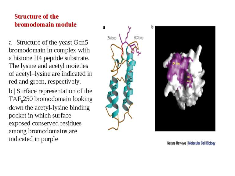 Structure of the bromodomain module a | Structure of the yeast Gcn5 bromodoma...