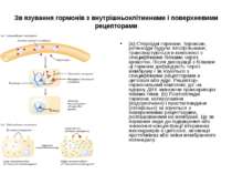 Зв язування гормонів з внутрішньоклітинними і поверхневими рецепторами (a) Ст...