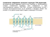 Схематичне зображення загальної структури 7ТМ рецепторів. Всі рецептори даної...