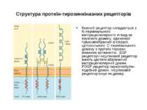 Структура протеїн-тирозинкіназних рецепторів Кожний рецептор складається з N-...