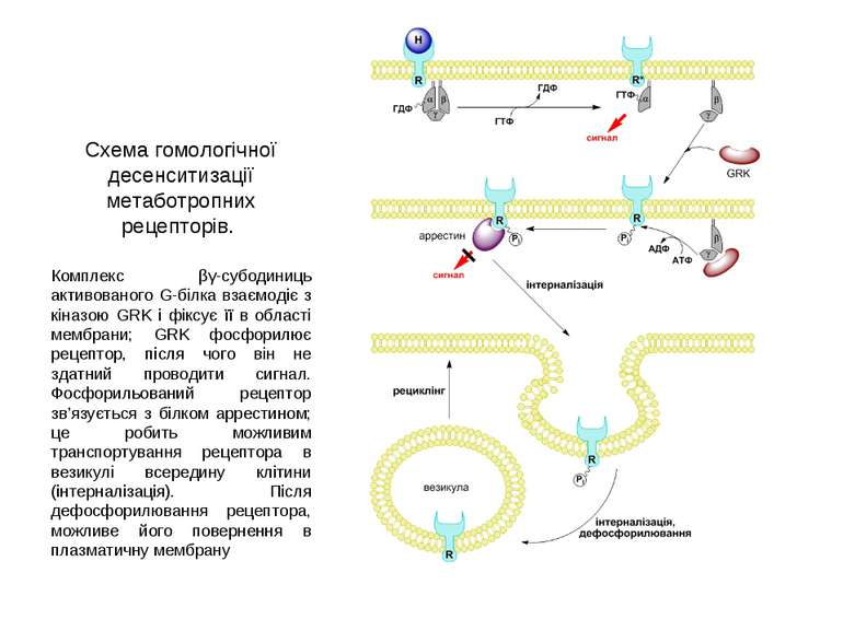 Схема гомологічної десенситизації метаботропних рецепторів. Комплекс βγ-субод...