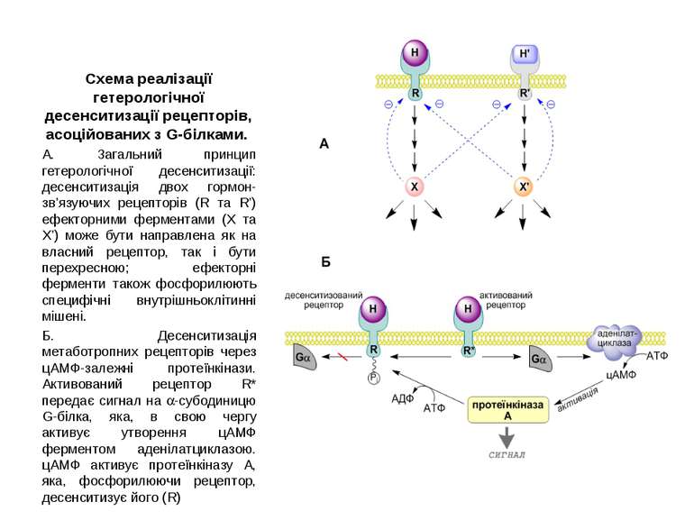 Схема реалізації гетерологічної десенситизації рецепторів, асоційованих з G-б...