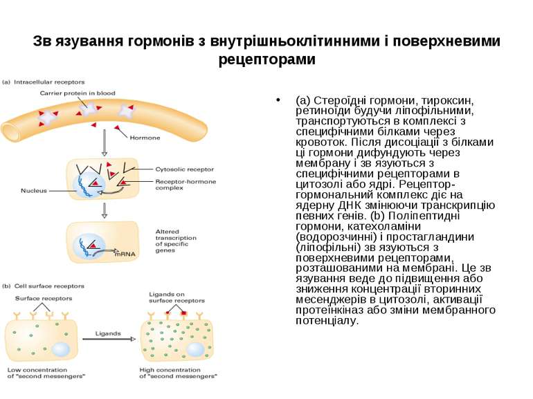 Зв язування гормонів з внутрішньоклітинними і поверхневими рецепторами (a) Ст...