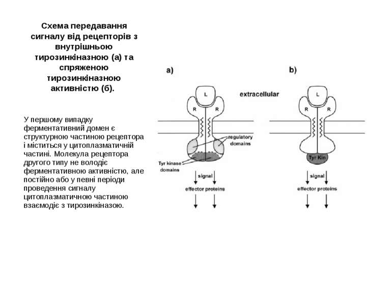 Схема передавання сигналу від рецепторів з внутрішньою тирозинкіназною (а) та...