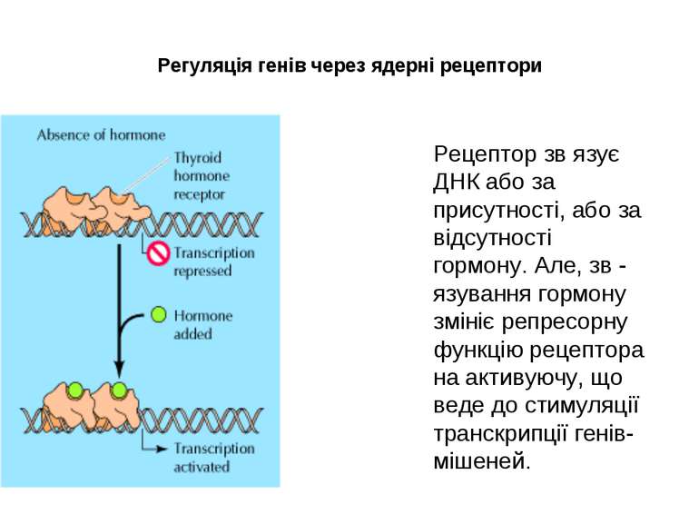 Регуляція генів через ядерні рецептори Рецептор зв язує ДНК або за присутност...