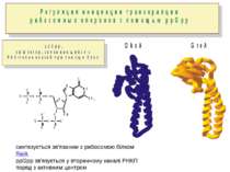 синтезується зв’язаним з рибосомою білком RelA ppGpp зв’язується у вторинному...