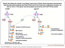 Model describing the signals controlling expression of PhoP-PhoQ-regulated de...