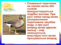 Плавальні перетинки на лапках качок або гусаків використовуються подібно весл...