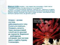 Морські лілії(Crinoidea) — клас тварин типу голкошкірих. Зовні схожі на квітк...