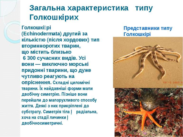 Загальна характеристика типу Голкошкірих Голкошкі рі (Echinodermata) другий з...