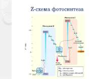 Z-схема фотосинтеза