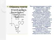 Никотинамидадениндинуклеотидфосфат (НАДФ, NADP) — широко распространённый в п...