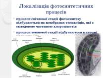 Локалізація фотосинтетичних процесів процеси світлової стадії фотосинтезу від...