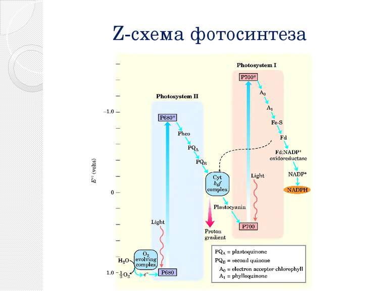 Z-схема фотосинтеза