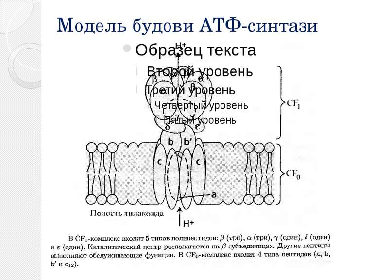 Модель будови АТФ-синтази