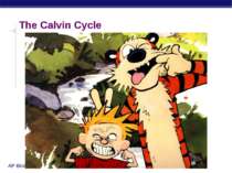 The Calvin Cycle AP Biology