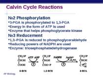 Calvin Cycle Reactions №2 Phosphorylation 3-PGA is phosphorylated to 1,3-PGA ...