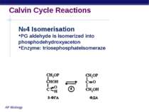 Calvin Cycle Reactions №4 Isomerisation PG aldehyde is isomerized into phosph...