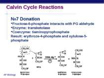Calvin Cycle Reactions №7 Donation Fructose-6-phosphate interacts with PG ald...