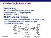 Calvin Cycle Reactions №8 Uniting E-4-P and PG-aldehyde unite to form Sedohep...