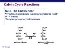 Calvin Cycle Reactions №13 The End Rybulose-5-phoshpate is phosphorylated to ...