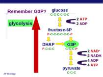 glucose C-C-C-C-C-C fructose-6P P-C-C-C-C-C-C-P DHAP P-C-C-C G3P C-C-C-P pyru...