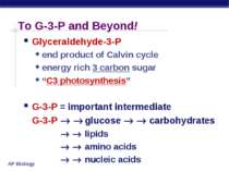 To G-3-P and Beyond! Glyceraldehyde-3-P end product of Calvin cycle energy ri...