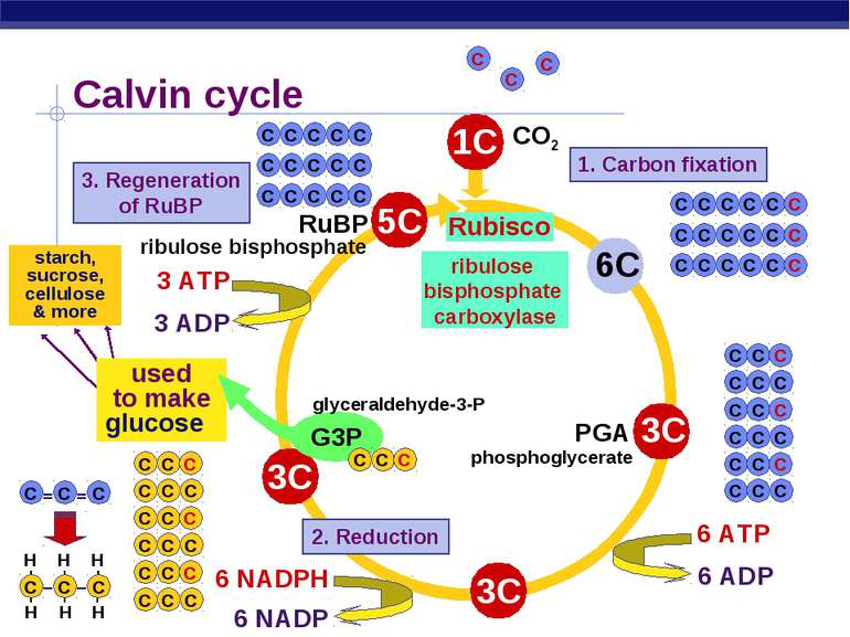 starch, sucrose, cellulose & more Calvin cycle RuBP Rubisco 1. Carbon fixatio...