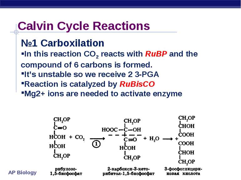 Calvin Cycle Reactions №1 Carboxilation In this reaction CO2 reacts with RuBP...