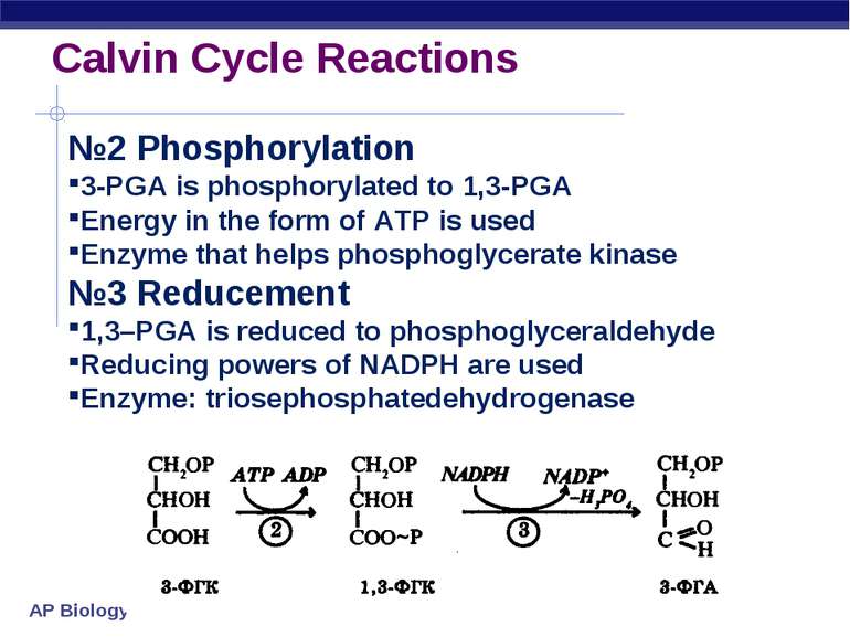 Calvin Cycle Reactions №2 Phosphorylation 3-PGA is phosphorylated to 1,3-PGA ...