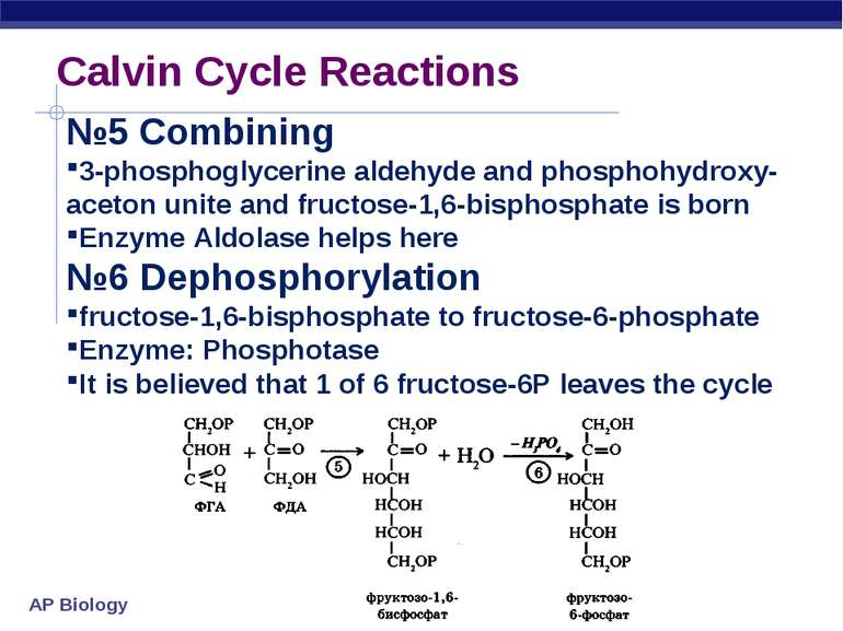 Calvin Cycle Reactions №5 Combining 3-phosphoglycerine aldehyde and phosphohy...